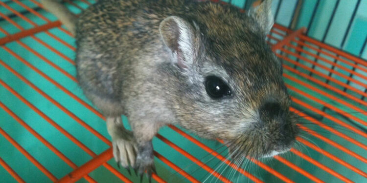 Pourquoi ma gerbille tourne en rond ?