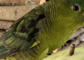 Pourquoi ma perruche crie tout le temps ?