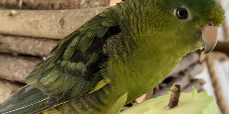 Pourquoi ma perruche crie tout le temps ?