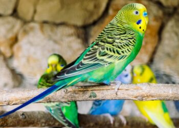 Pourquoi ma perruche ne parle pas ?