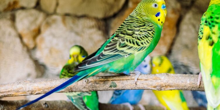 Pourquoi ma perruche ne parle pas ?