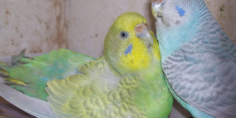 Pourquoi ma perruche ne pond pas ?