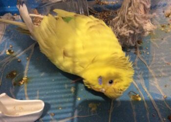 Pourquoi ma perruche reste dans le fond de sa cage ?