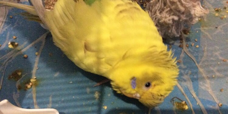 Pourquoi ma perruche reste dans le fond de sa cage ?