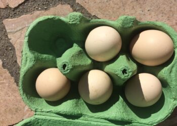 Pourquoi ma poule a du mal à respirer ?