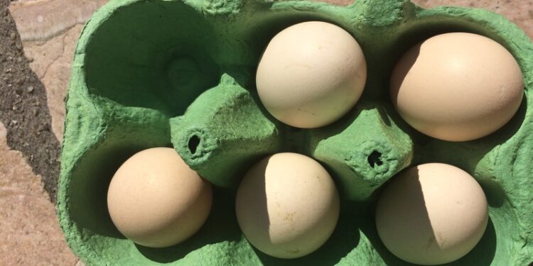 Pourquoi ma poule a du mal à respirer ?