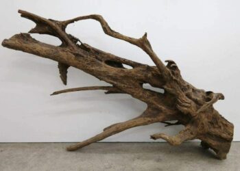 Pourquoi ma racine flotte dans mon aquarium ?