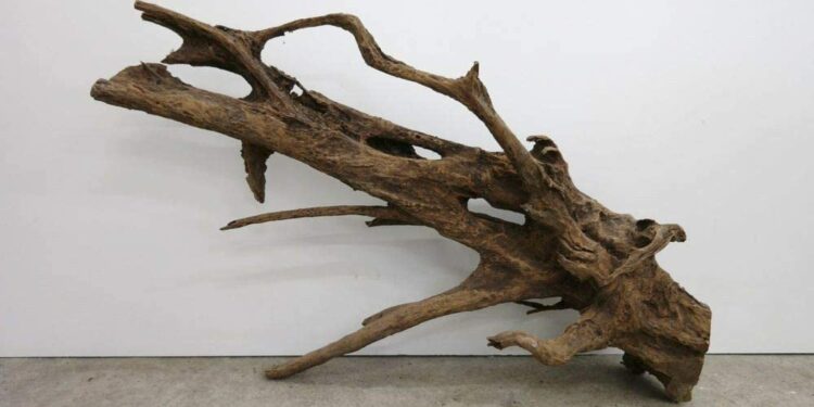 Pourquoi ma racine flotte dans mon aquarium ?