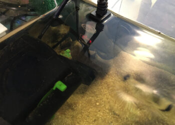 Pourquoi ma tortue d'eau se cache tout le temps ?