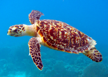 Pourquoi ma tortue fait des cris ?