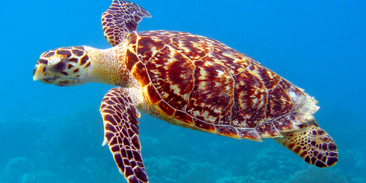 Pourquoi ma tortue fait des cris ?