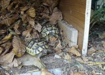 Pourquoi ma tortue ne veut pas hiberner ?