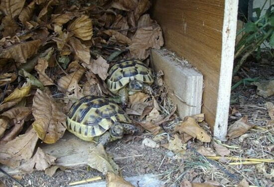 Pourquoi ma tortue ne veut pas hiberner ?