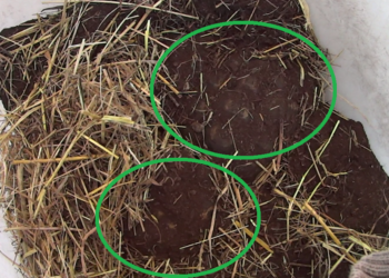 Pourquoi ma tortue ne veut pas hiberner ?