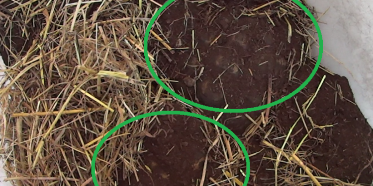 Pourquoi ma tortue ne veut pas hiberner ?