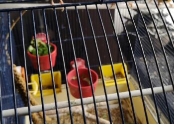 Pourquoi mes canaris ne s'accouplent pas ?