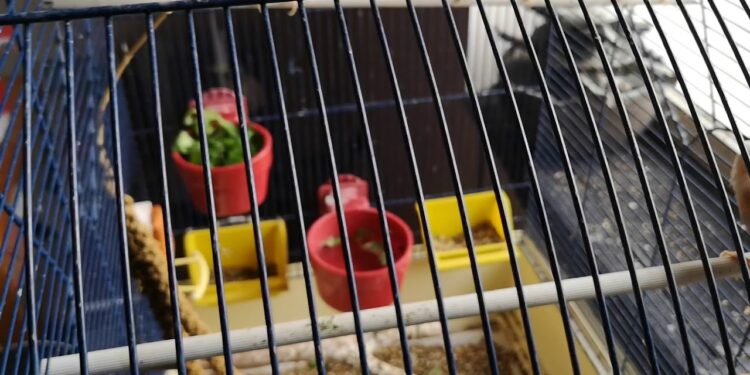Pourquoi mes canaris ne s'accouplent pas ?
