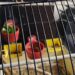 Pourquoi mes canaris ne s'accouplent pas ?