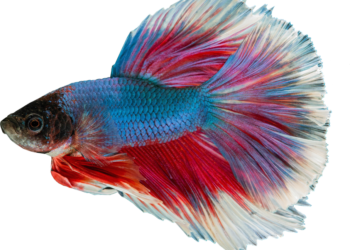 Pourquoi mes femelles guppy meurent un par un ?