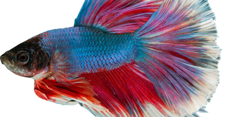 Pourquoi mes femelles guppy meurent un par un ?