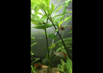 Pourquoi mes femelles guppy meurent un par un ?