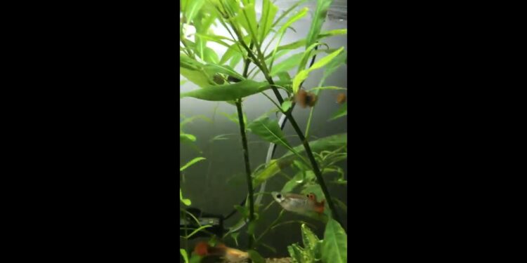 Pourquoi mes femelles guppy meurent un par un ?