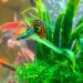 Pourquoi mes guppy meurent un par un ?