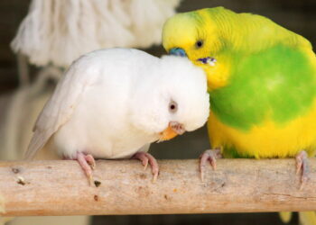 Pourquoi mes perruches ne se reproduisent pas ?