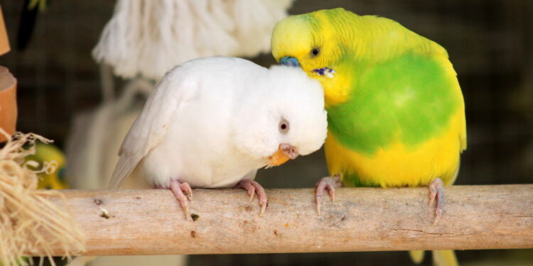 Pourquoi mes perruches ne se reproduisent pas ?