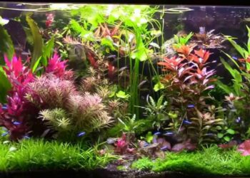 Pourquoi mes plantes d'aquarium deviennent marrons ?