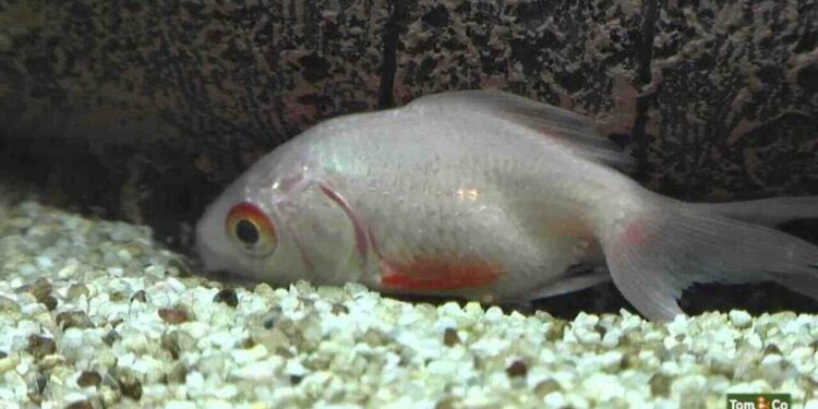 Pourquoi mes poissons meurent sans raison ?