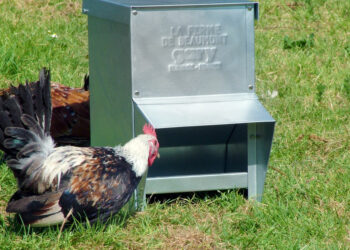 Pourquoi mes poules mettent des graines partout ?