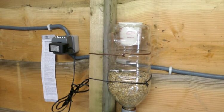 Pourquoi mes poules mettent des graines partout ?