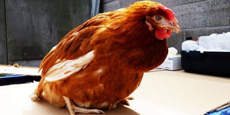 Pourquoi mes poules ne pondent plus depuis deux mois ?