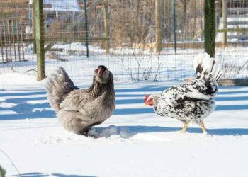Pourquoi mes poules veulent dormir dehors ?