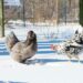 Pourquoi mes poules veulent dormir dehors ?