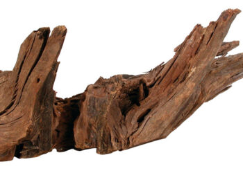 Pourquoi mes racines flottent ?