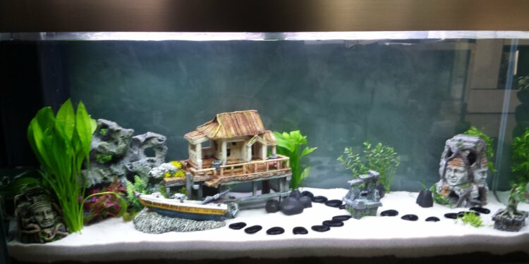 Pourquoi mettre des cailloux dans un aquarium ?