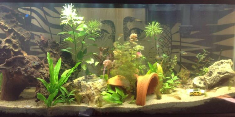 Pourquoi mettre des cailloux dans un aquarium ?