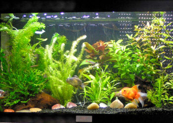 Pourquoi mettre du sable dans un aquarium ?