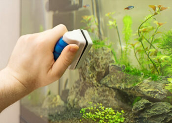 Pourquoi mettre du sel dans l'aquarium ?