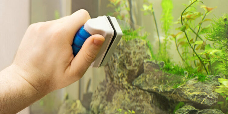 Pourquoi mettre du sel dans l'aquarium ?