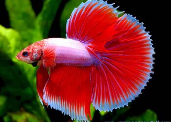 Pourquoi mettre du sel dans l'aquarium ?