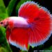 Pourquoi mettre du sel dans l'aquarium ?