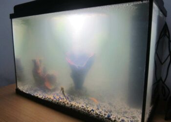 Pourquoi mettre du sel dans l'aquarium ?