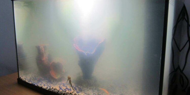 Pourquoi mettre du sel dans l'aquarium ?