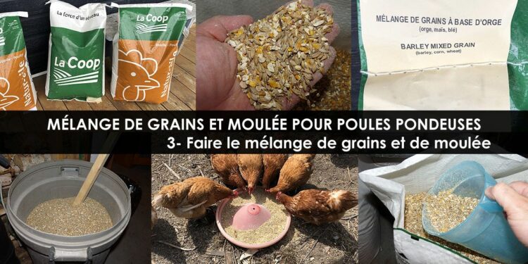 Pourquoi mettre du vinaigre dans l'eau des poules ?