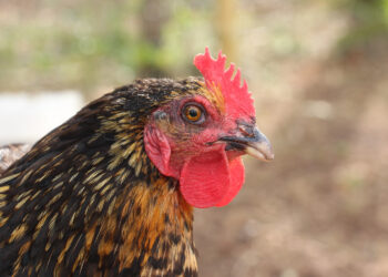 Pourquoi mettre du vinaigre dans l'eau des poules ?