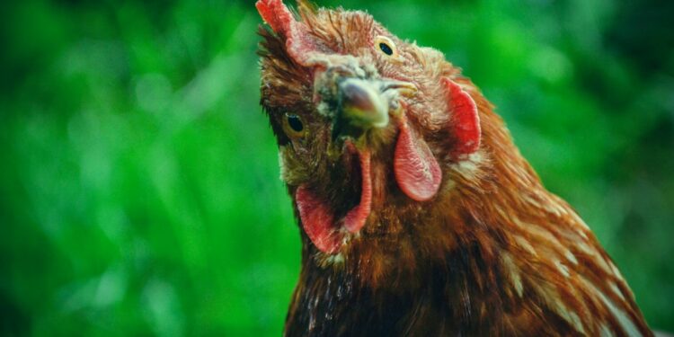 Pourquoi mettre du vinaigre dans l'eau des poules ?