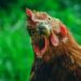 Pourquoi mettre du vinaigre dans l'eau des poules ?